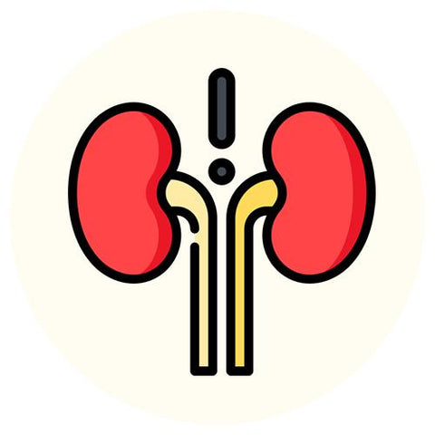 Urinary Tract Support / Kidney